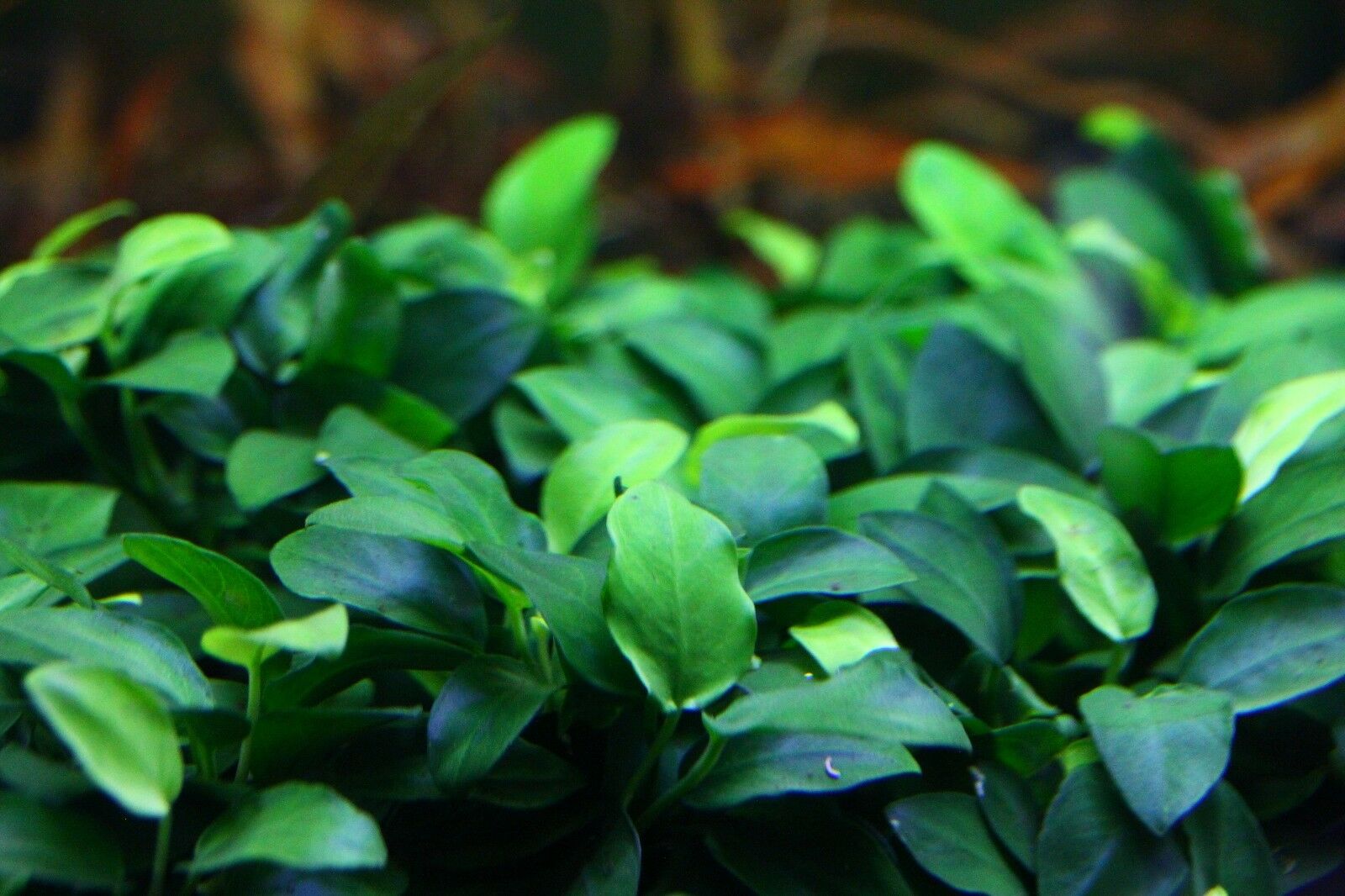 Anubias Nana Petite Loose Rhizome 6+ Leaves Live Aquarium Plants Buy2get1free*