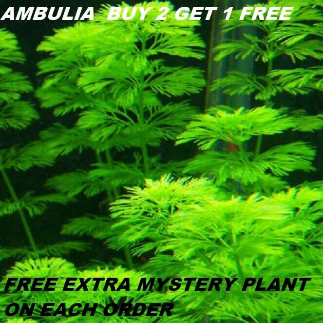 Ambulia Limnophila Sessiliflora Plants Fresh Live Aquarium Plants Buy2get1free