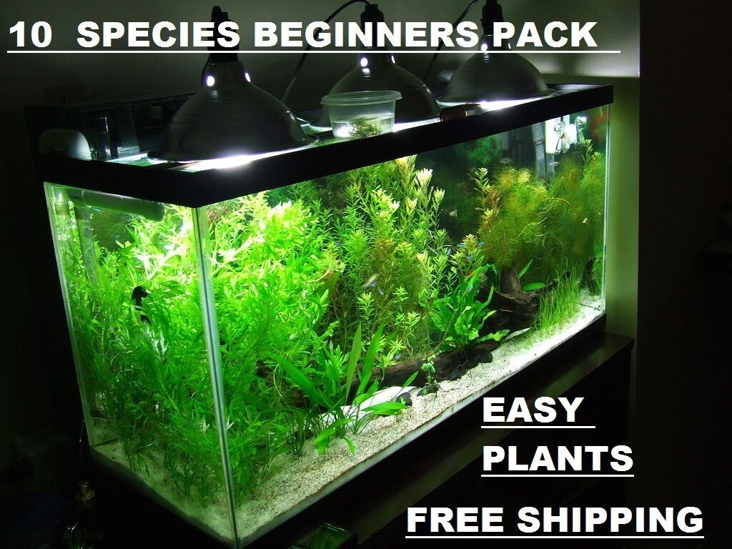 10 Diferent Species 50+ Stems Full 30g Planted Tank Easy Beginner Aquarium