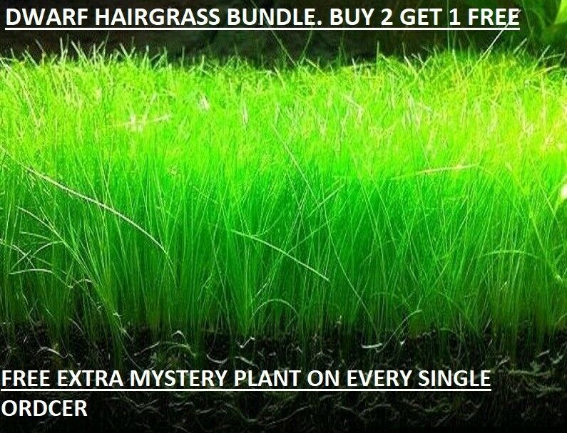 Dwarf Hairgrass Eleocharis Parvula Live Aquarium Plants Buy 2 Get1 Free