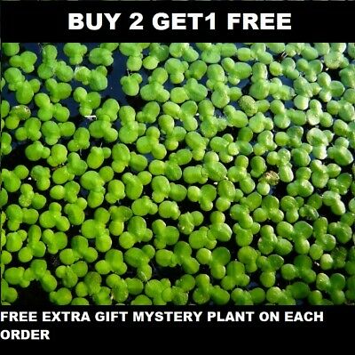 1000+ Duckweed Indoor Grown Live Organic Aquarium  Buy2get1 Free Extra Plant