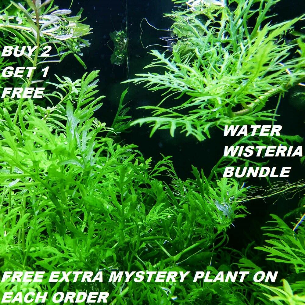 Hygrophila Difformis Bunch Water Wisteria Live Aquarium Plants Buy2get1free
