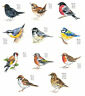 Bird Variety Select Type & Size Waterslide Ceramic Decals Bx