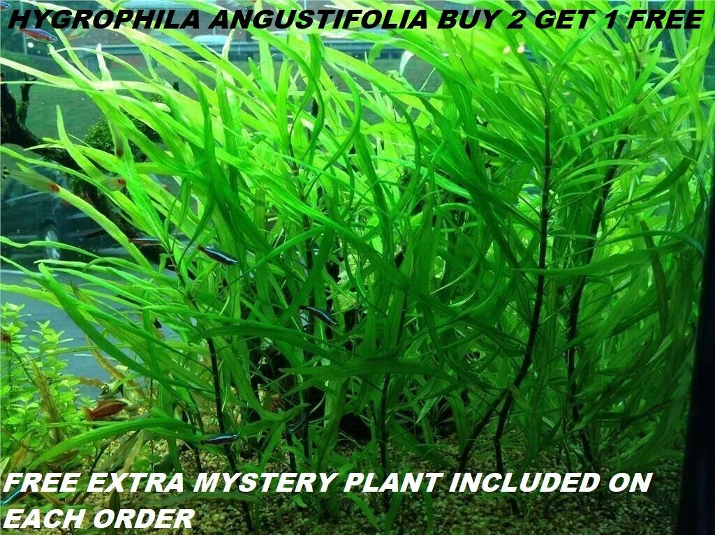Buy 2 Get 1 Free Hygrophila Angustifolia Fish Tank Plants Aquarium Plants Easy