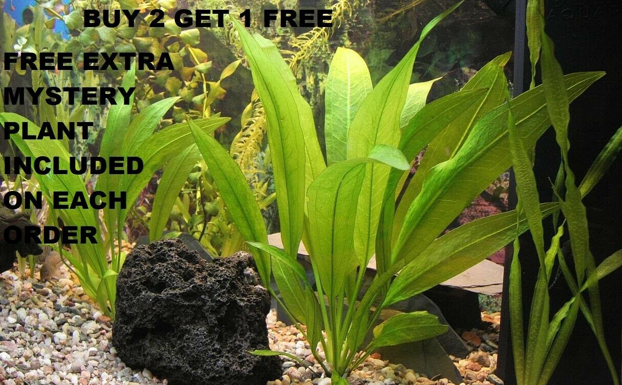 Amazon Sword - Echinodorus Bleheri Beginner Live Aquarium Plants Buy2get1free*