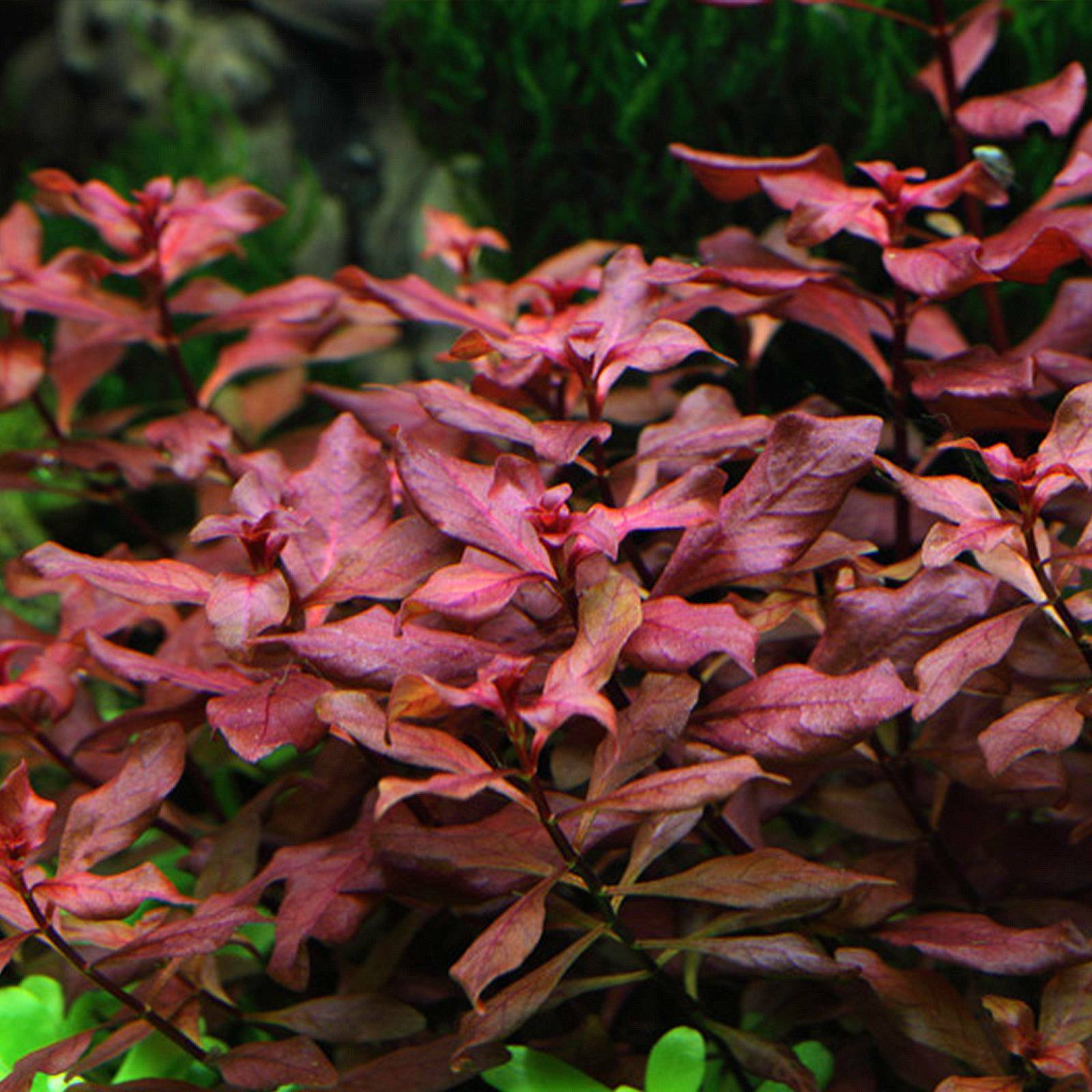 Ludwigia Sp. Mini 'super Red' Bunch Live Aquarium Plants Repens Buy2get1free*