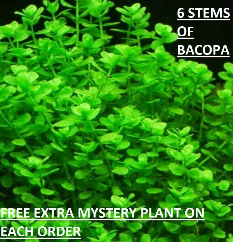 Bacopa Monnieri Moneywort Freshwater Live Aquarium Plants Bunch Buy2get1free*
