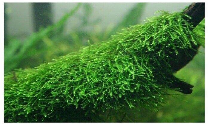 *buy 2 Get 1 Free* Java Moss Taxiphyllum Barbieri Easy Live Aquarium Plant ✅