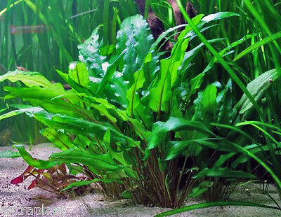 Cryptocoryne Wendtii Green Bunch Crypt Fresh Live Aquarium Plants Buy2get1free*