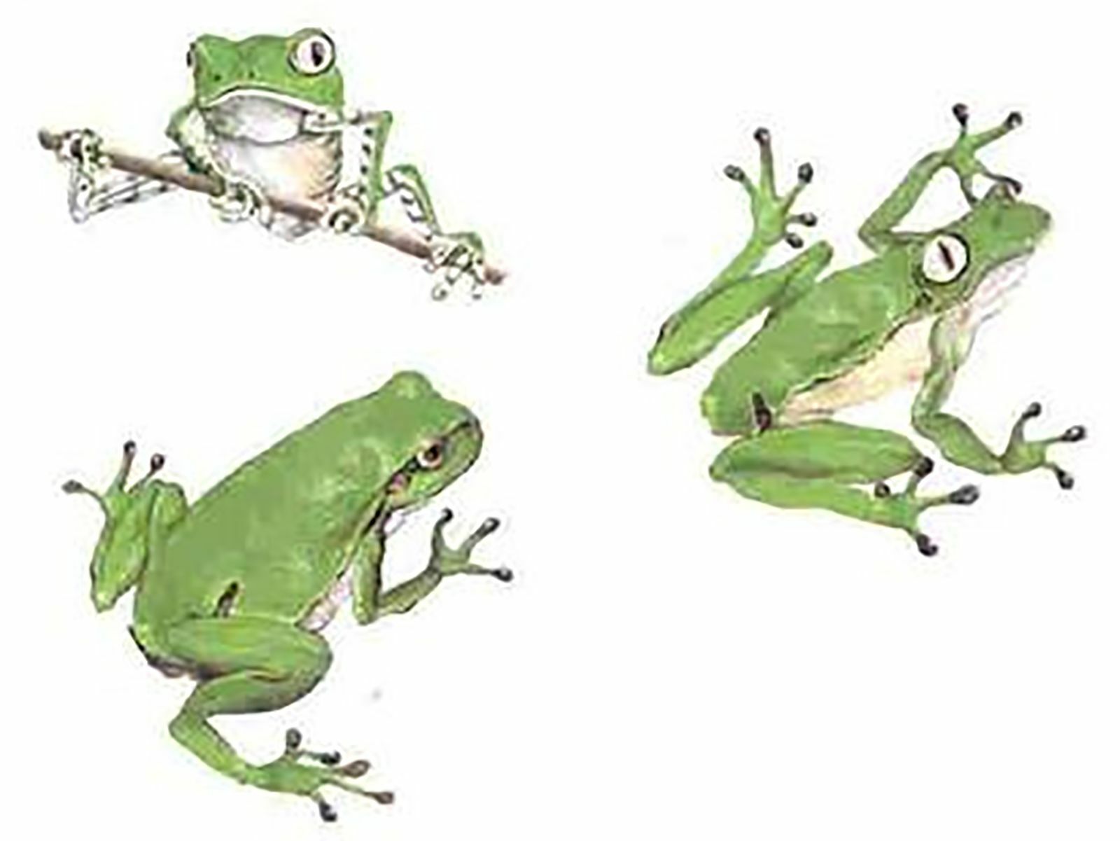Green Frog Frogs Select-a-size Waterslide Ceramic Decals Cx