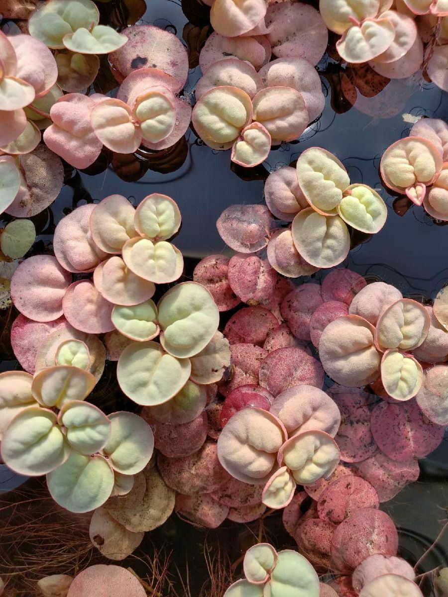 *buy 2 Get 1 Free* 15 Leaves Of Red Root Floaters Floating Plant Aquarium Plant✅