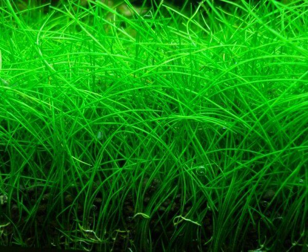 Dwarf Hairgrass Mini Bare Root Eleocharis Parvula Aquarium Plants Buy2get1free*