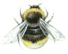 Black Yellow Bumblebee Bee Bees Select-a-size Waterslide Ceramic Decals Bx