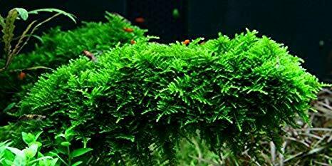 *buy 2 Get 1 Free* Christmas Moss Live Aquarium Plant Aquatic Plants Java Moss ✅
