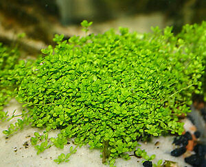 *buy 2 Get 1 Free* Micranthemum Monte Carlo Easy Carpet Live Aquarium Plant ✅