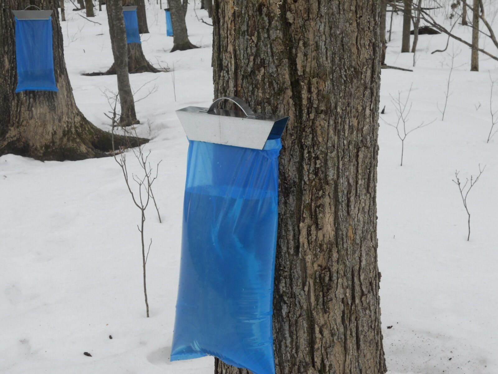 25 Maple Sap / Syrup Bags For Sap Sack Holders