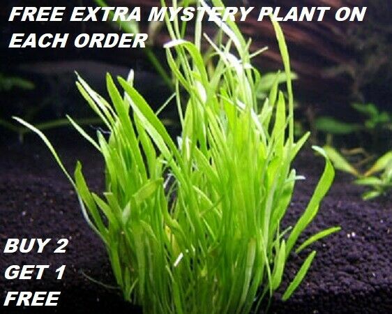 Micro Sword Lilaeopsis Novaezelandiae Bunch Live Aquarium Plants Buy2get1free