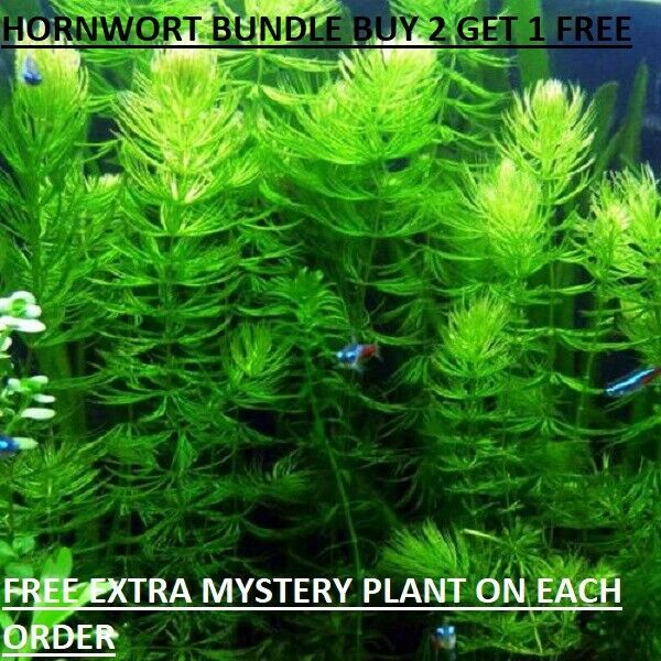 Hornwort  Ceratophyllum Live Aquarium Pond Plant Planted Tank Buy2get1free